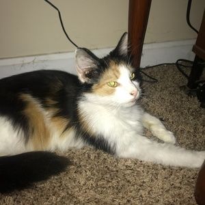 Meet your Posher, Trina